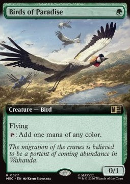 Birds of Paradise